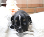 Small Photo #27 Australian Shepherd Puppy For Sale in STAFFORD, VA, USA