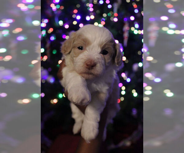 Medium Photo #1 Poovanese Puppy For Sale in LOUISVILLE, KY, USA