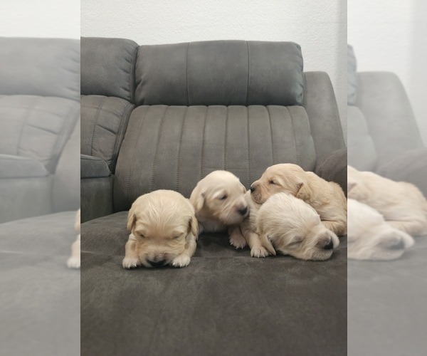 Medium Photo #3 English Cream Golden Retriever Puppy For Sale in ELVERTA, CA, USA