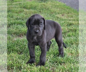 Great Dane Puppy for sale in LITITZ, PA, USA