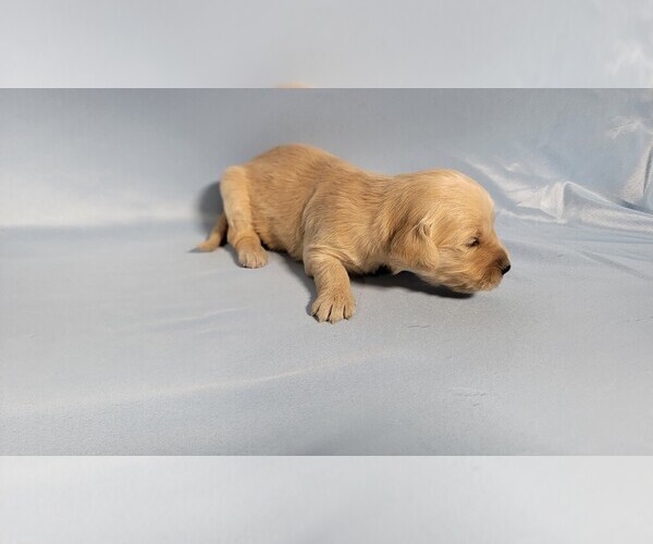 Medium Photo #22 Golden Retriever Puppy For Sale in BLACK FOREST, CO, USA