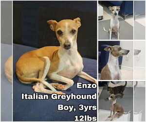 Italian Greyhound Dogs for adoption in Seattle, WA, USA