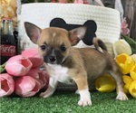 Small Chihuahua