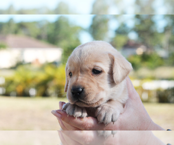 Medium Photo #7 Labrador Retriever Puppy For Sale in WEST PALM BEACH, FL, USA