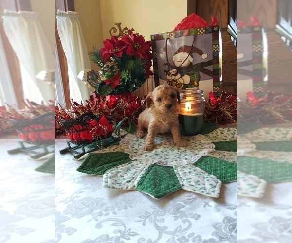 Medium Photo #1 Cavapoo-Poodle (Miniature) Mix Puppy For Sale in SHIPSHEWANA, IN, USA