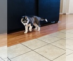 Small Photo #5 Siberian Husky Puppy For Sale in FAIRFIELD, CA, USA