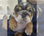 Small Photo #17 English Bulldog Puppy For Sale in SAINT CHARLES, IL, USA