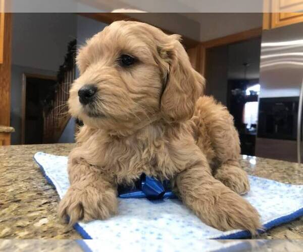 Medium Photo #3 Goldendoodle Puppy For Sale in LIMA, OH, USA