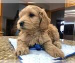 Small Photo #3 Goldendoodle Puppy For Sale in LIMA, OH, USA