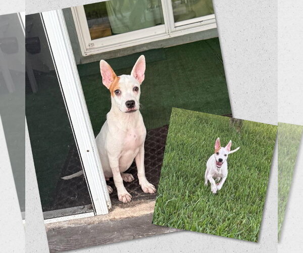 Medium Photo #3 Mutt Puppy For Sale in Naples, FL, USA