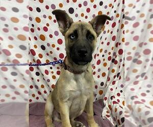 German Shepherd Dog-Unknown Mix Dogs for adoption in Modesto, CA, USA