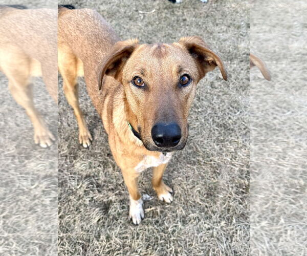 Medium Photo #8 Mutt Puppy For Sale in Sandy, UT, USA
