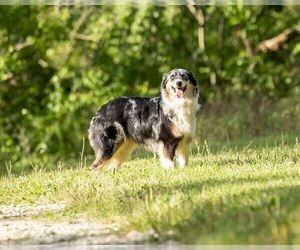 Mother of the Australian Shepherd puppies born on 09/28/2025