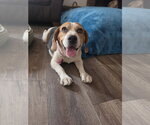 Small Photo #2 Beagle Puppy For Sale in Las Vegas, NV, USA