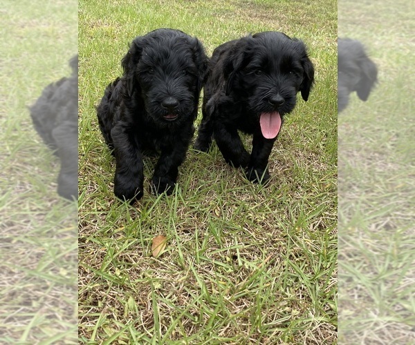 Medium Photo #19 Doodle-Goldendoodle Mix Puppy For Sale in DADE CITY, FL, USA