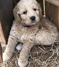 Double Doodle Puppy for sale in MUSTANG, OK, USA
