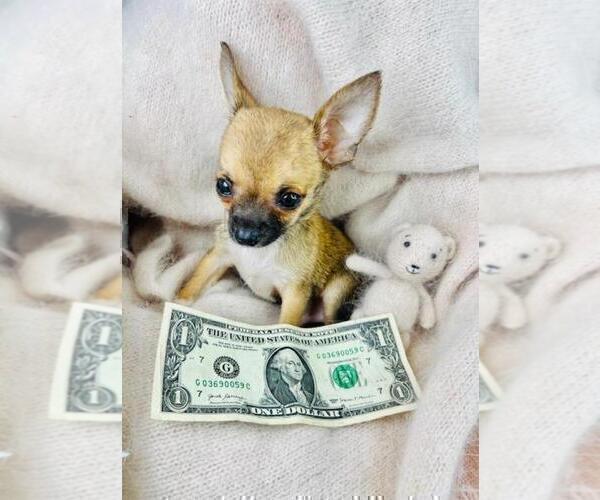 Medium Photo #6 Chihuahua Puppy For Sale in NAPLES, FL, USA