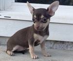 Puppy 4 Chihuahua