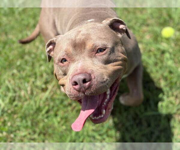 Medium Photo #4 American Staffordshire Terrier Puppy For Sale in Virginia Beach, VA, USA