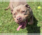 Small #3 American Staffordshire Terrier