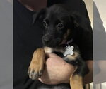 Small #6 Mutt
