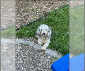 Aussiedoodle Miniature  Dogs for adoption in St. Louis Park, MN, USA