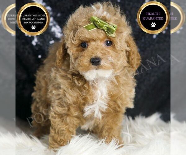 Medium Photo #108 Maltipoo (Miniature) Puppy For Sale in WARSAW, IN, USA
