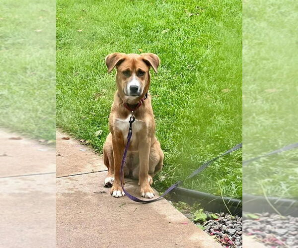 Medium Photo #1 Mutt Puppy For Sale in New London, WI, USA