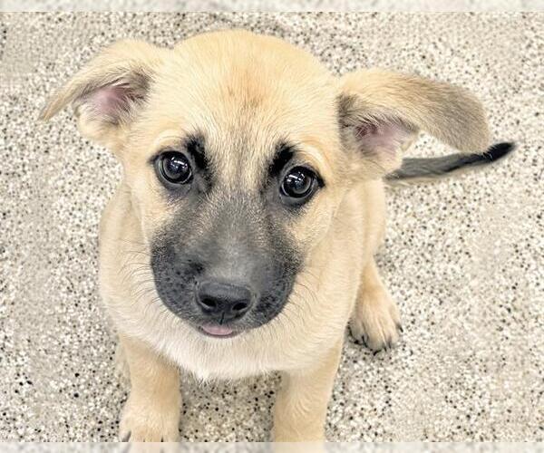 Medium Photo #2 German Shepherd Dog-Unknown Mix Puppy For Sale in Houston, TX, USA