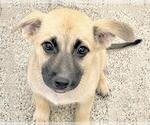 Small #1 German Shepherd Dog Mix