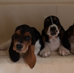 Basset Hound Puppy for sale in FLORESVILLE, TX, USA