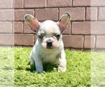 Small Photo #62 French Bulldog Puppy For Sale in TAMPA, FL, USA