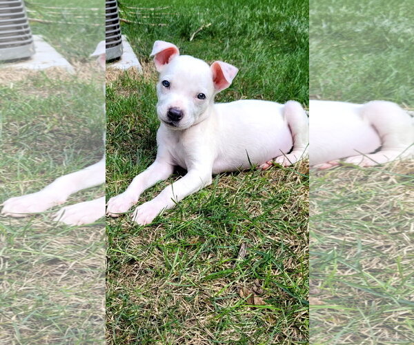 Medium Photo #1 Chihuahua-Unknown Mix Puppy For Sale in Plainfield, IL, USA