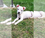 Sheldon - Male Chihuahua-Unknown Mix Dog for Adoption - Small photo