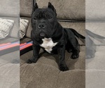 Small Photo #1 American Bully-French Bulldog Mix Puppy For Sale in LUMBERTON, TX, USA