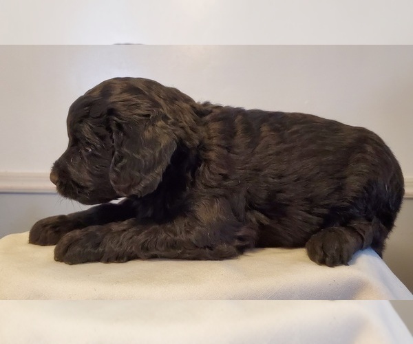 Medium Photo #25 Aussiedoodle Puppy For Sale in ATHENS TOWNSHIP, PA, USA