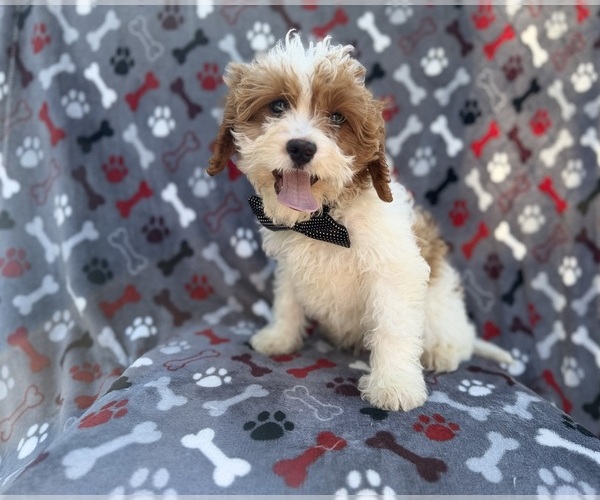 Medium Photo #2 Cavapoo (Miniature) Puppy For Sale in LAKELAND, FL, USA