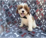 Small #1 Cavapoo (Miniature)
