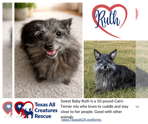 Medium Photo #1 Cairn Terrier-Unknown Mix Puppy For Sale in Lillian, TX, USA