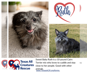 Cairn Terrier-Unknown Mix Dogs for adoption in Lillian, TX, USA