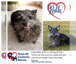 Small Cairn Terrier Mix