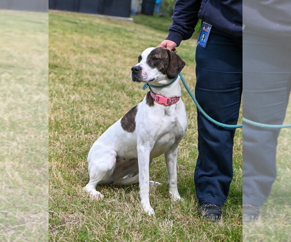 Medium Photo #4 Mutt Puppy For Sale in Glen Allen, VA, USA
