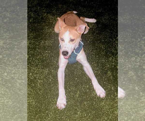 Medium Photo #2 Scottish Collisky Puppy For Sale in Silver Spring, MD, USA