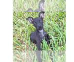 Teeny (TX) - Female Mutt Dog for Adoption - Small photo
