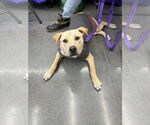 Small #4 Labrador Retriever Mix