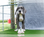 Small #3 Great Dane
