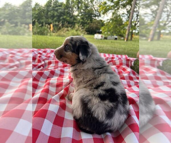 Medium Photo #4 Australian Shepherd Puppy For Sale in JEROMESVILLE, OH, USA