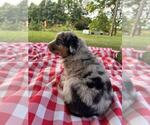 Small #3 Australian Shepherd