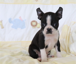 Boston Terrier Puppy for sale in SHILOH, OH, USA
