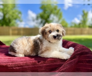 Havanese-Miniature Australian Shepherd Mix Puppy for sale in HUFFMAN, TX, USA